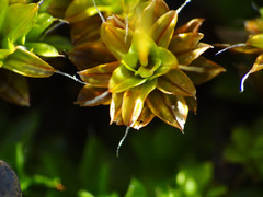 Syntrichia princeps