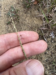 Paspalum setaceum psammophilum