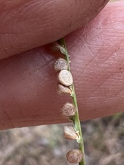 Paspalum setaceum psammophilum