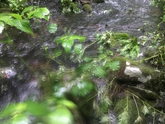 Aconitum noveboracense