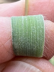 Paspalum setaceum psammophilum