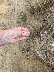 Paspalum setaceum psammophilum