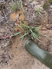 Paspalum setaceum psammophilum