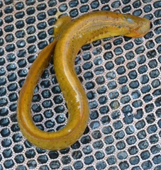 Chestnut Lamprey photo 2