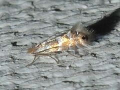 Phyllonorycter martiella
