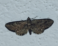 Eupithecia icterata