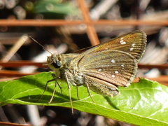 Hesperia attalus