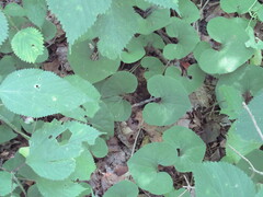 Asarum canadense