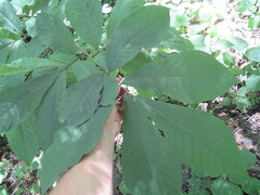 Asimina triloba