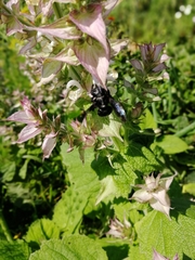 Xylocopa valga