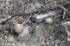 Entoloma