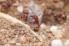Pogonomyrmex desertorum