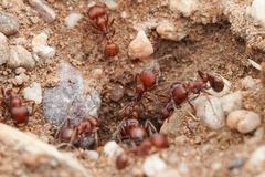 Pogonomyrmex desertorum