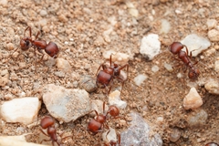 Pogonomyrmex desertorum