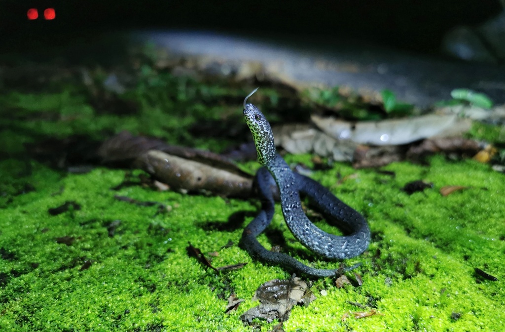 Anderson's Slug Snake