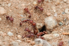 Pogonomyrmex desertorum