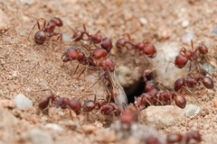 Pogonomyrmex desertorum