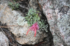 Monardella macrantha