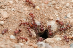 Pogonomyrmex desertorum