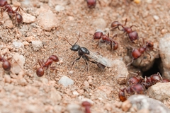 Pogonomyrmex desertorum