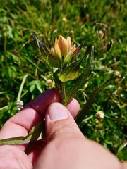 Castilleja unalaschcensis