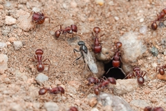 Pogonomyrmex desertorum