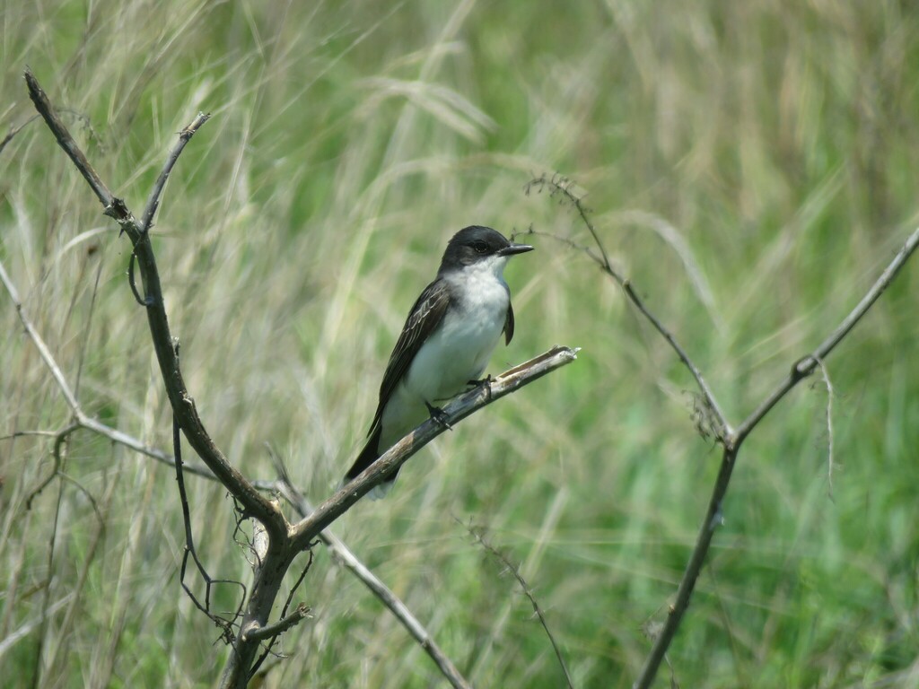 Eastern Kingbird from Hart Miller Island, Maryland, USA on May 18, 2022