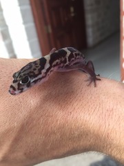 Coleonyx mitratus