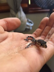 Coleonyx mitratus