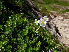 Anemonastrum sibiricum