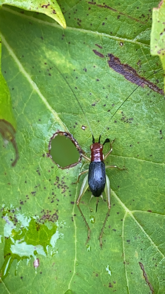 Redheaded Bush Cricket from Lancaster Dr, Windsor, CT, US on August 22