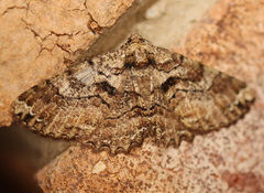 Paradromulia ambigua