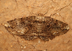 Paradromulia ambigua