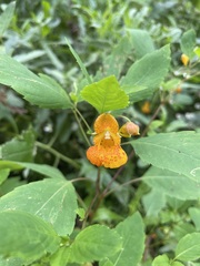 Impatiens capensis