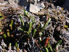 Cassiope tetragona