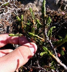 Cassiope tetragona