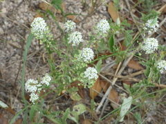 Lepidium thurberi
