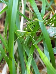 Callicrania ramburii