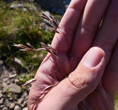 Festuca altaica