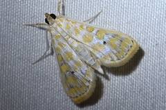 Leucochroma corope