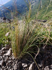 Festuca altaica