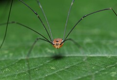 Leiobunum nigropalpi