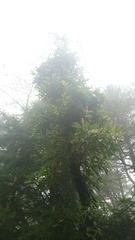 Hydrangea integrifolia