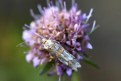 Pempelia alpigenella