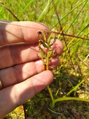 Platanthera blephariglottis