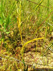 Platanthera blephariglottis