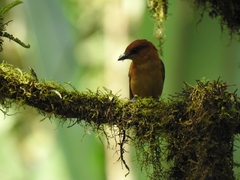 Pachyramphus cinnamomeus