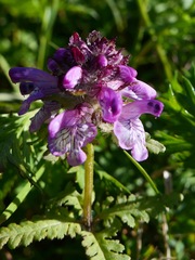 Pedicularis verticillata