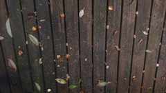 Hydrangea integrifolia