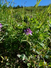 Pedicularis verticillata
